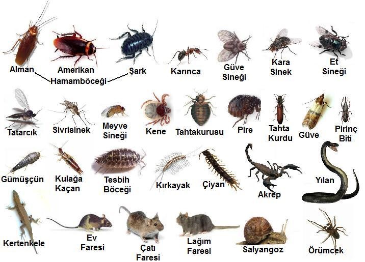 Böcek Çeşitleri Ankara Alo Böcük İlaçlama