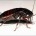 Ankara hamam Böceği İlaçlama Firması